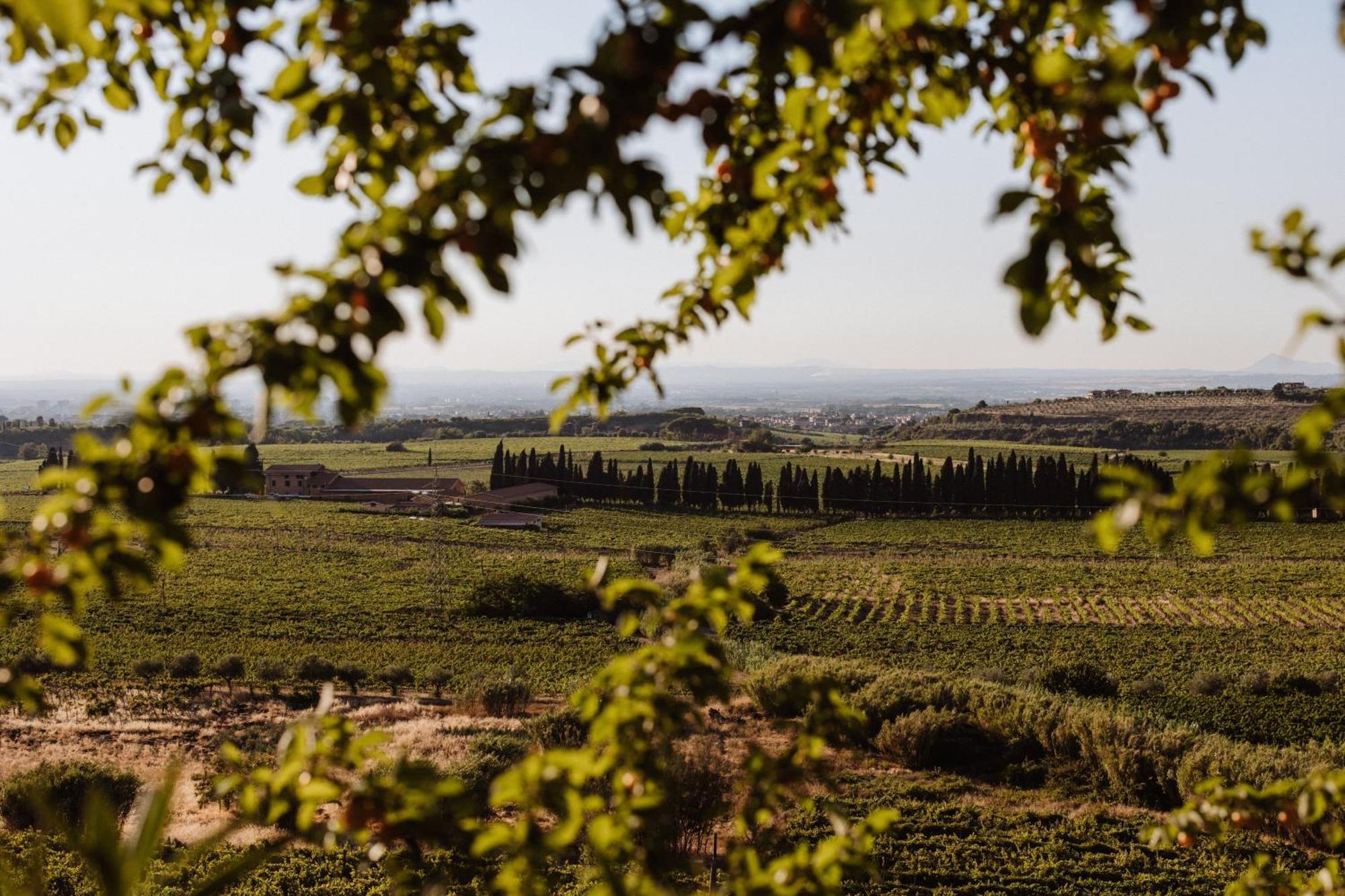 Merumalia Wine Alloggio per agriturismo Frascati